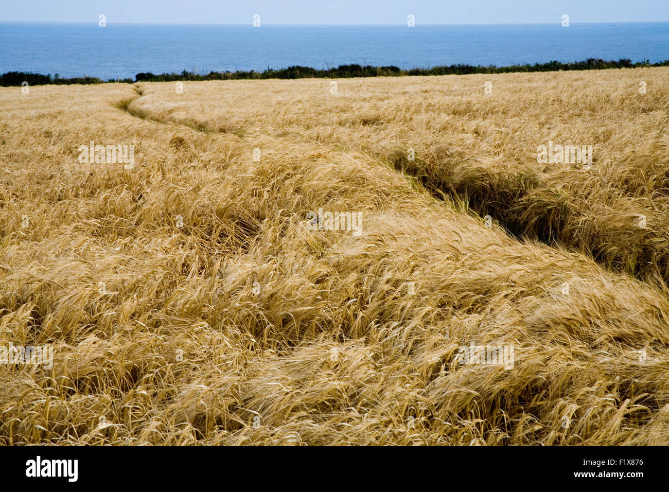 Path through Wheat field Stock Photo Alamy