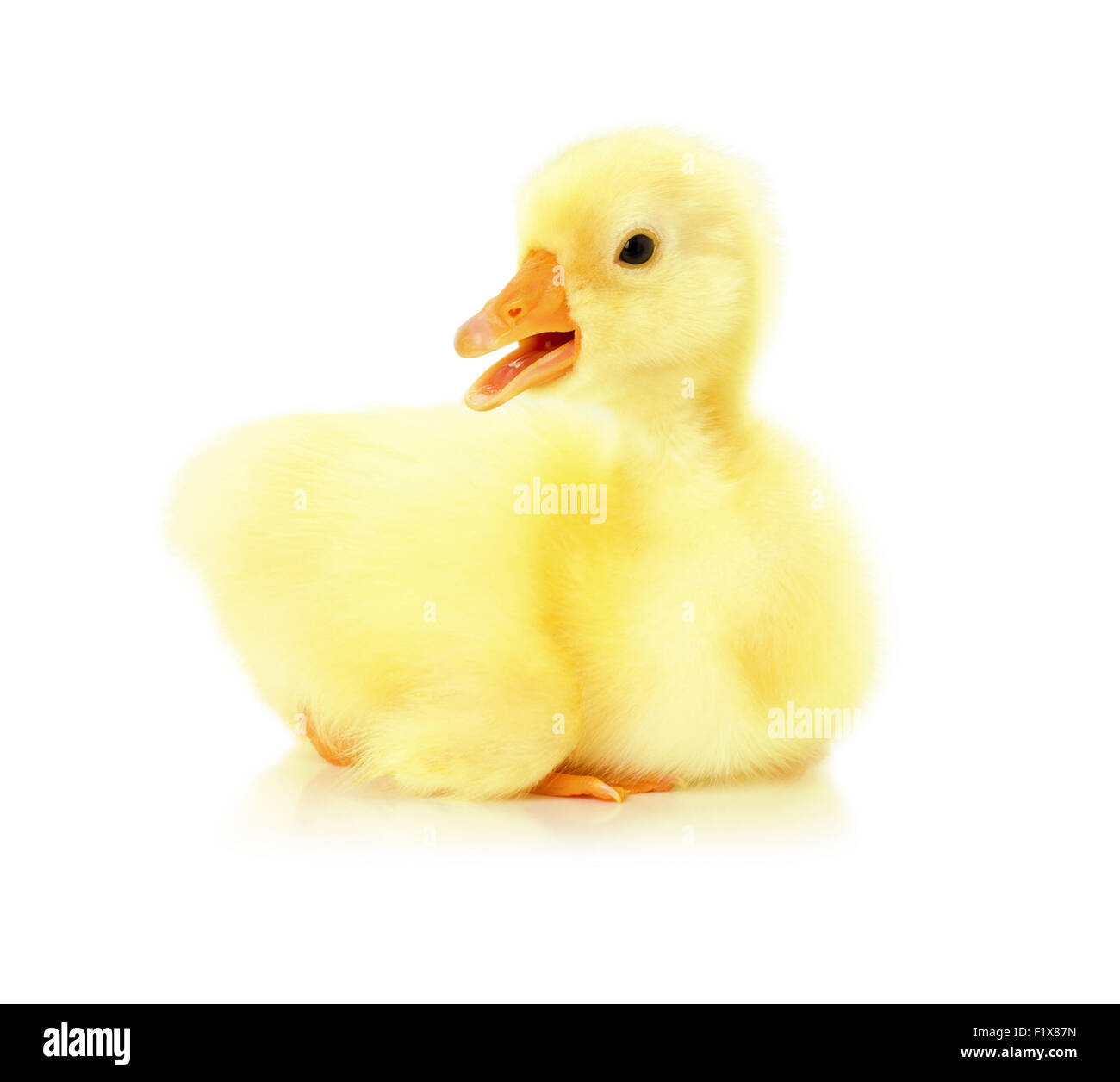 little duckling on the white background. Stock Photo