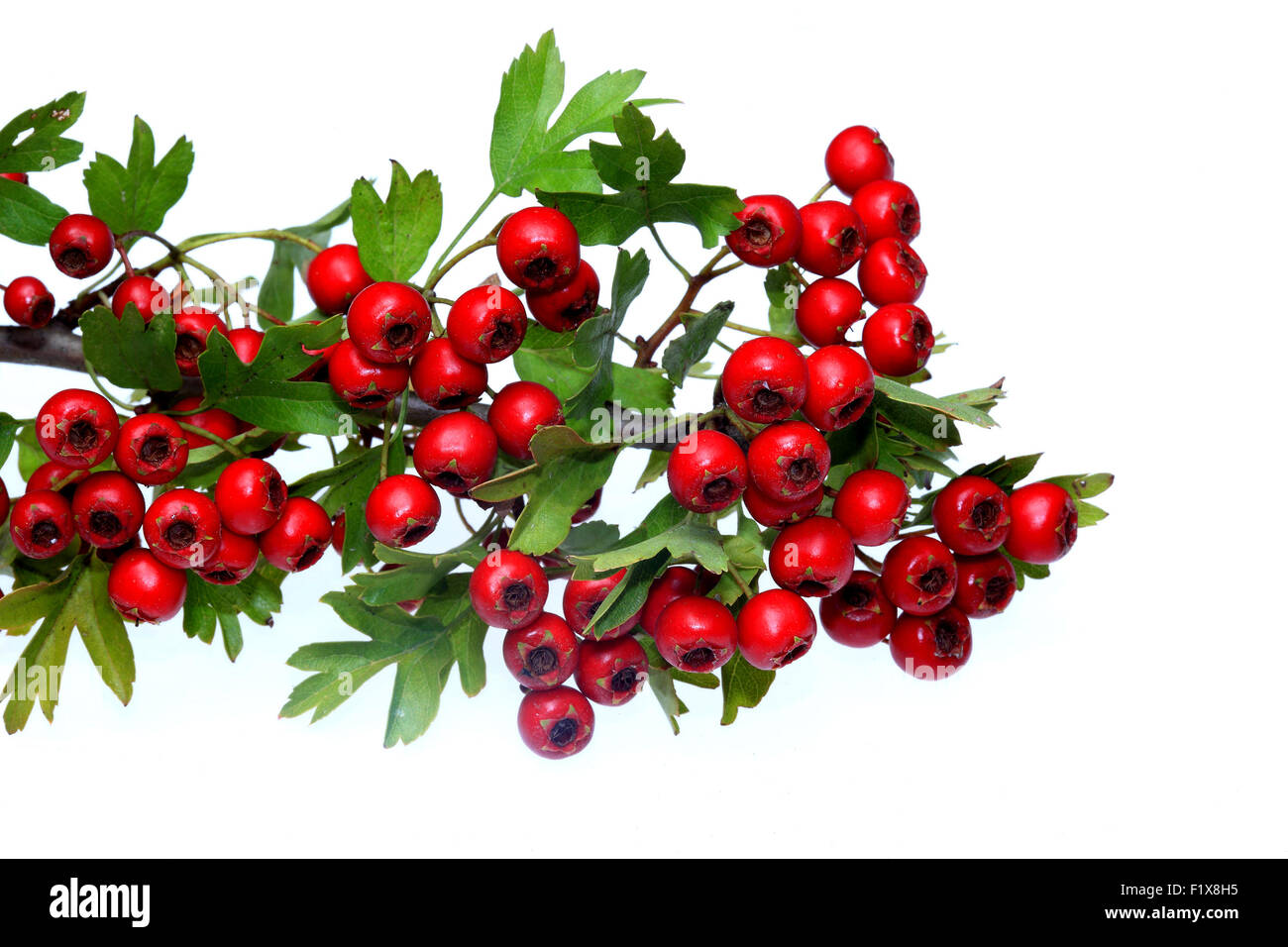 red ripe Hawthorn berries Stock Photo - Alamy
