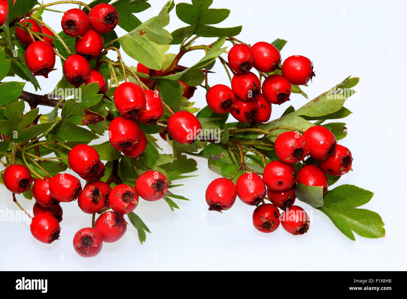 red ripe Hawthorn berries Stock Photo
