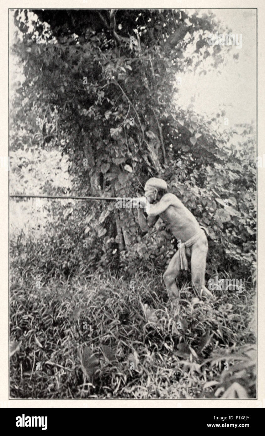'A real wild man of Borneo'. A Dayak headhunter using the sumpit or blowpipe, in the jungle of Central Borneo, circa 1920. See description for more information. Stock Photo