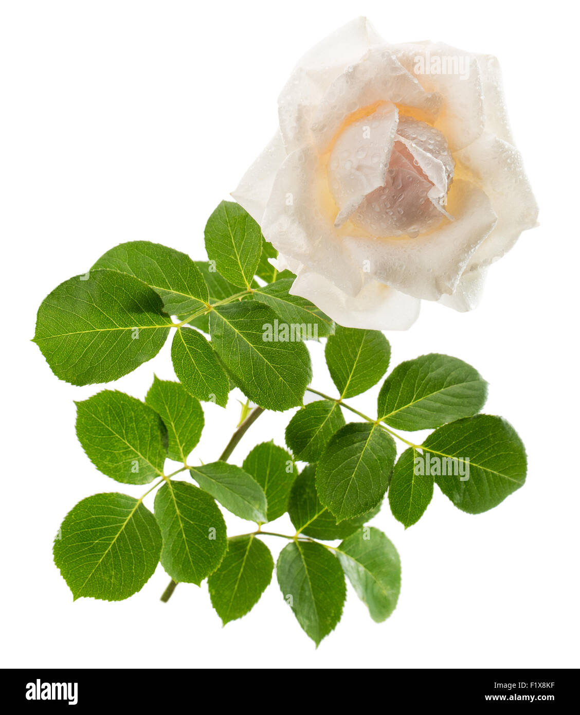 white rose isolated on the white background. Stock Photo