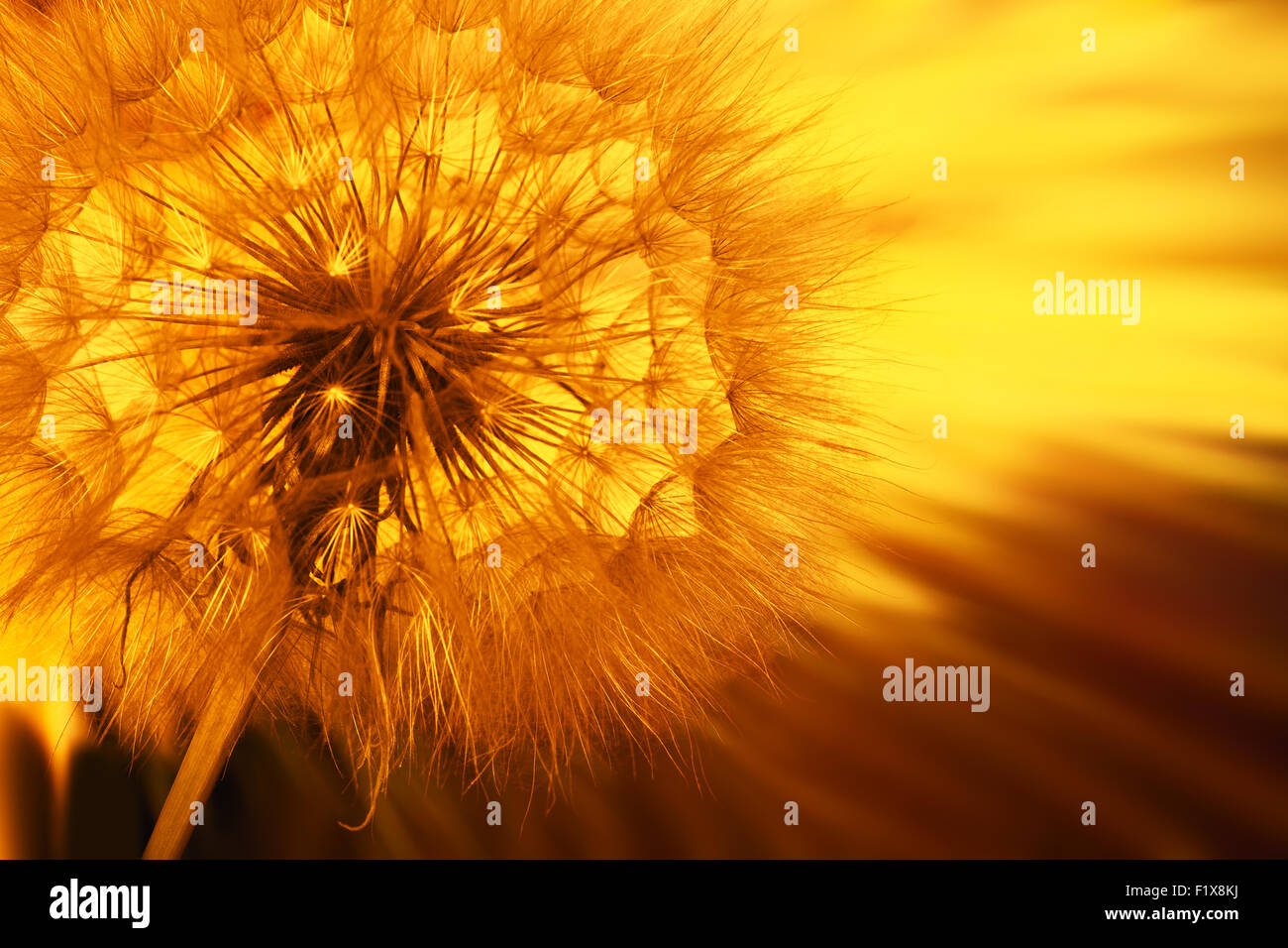 dandelion like a background. Stock Photo