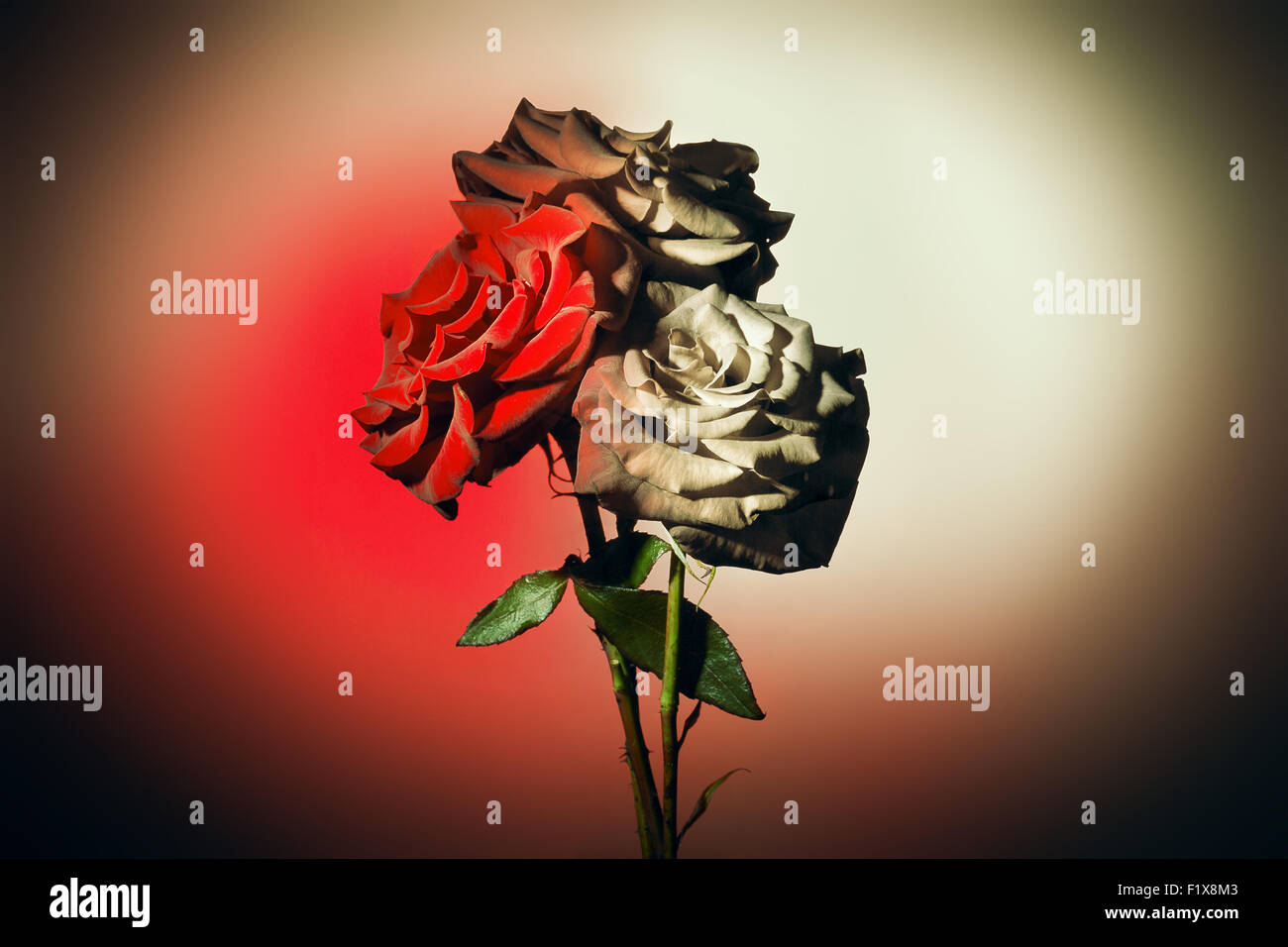 roses on the colorful background. Stock Photo