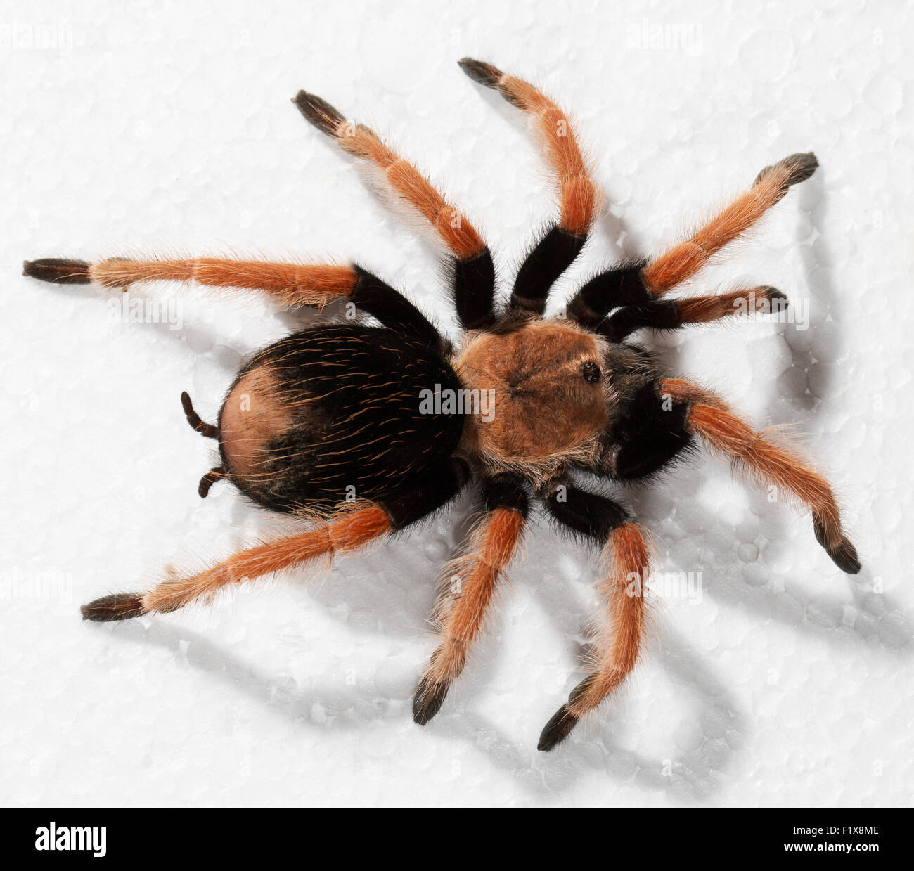 tarantula. Stock Photo