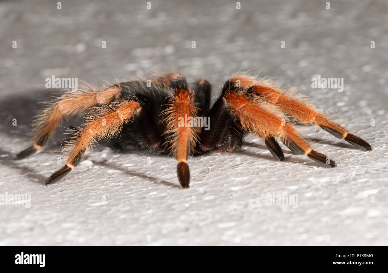 tarantula. Stock Photo
