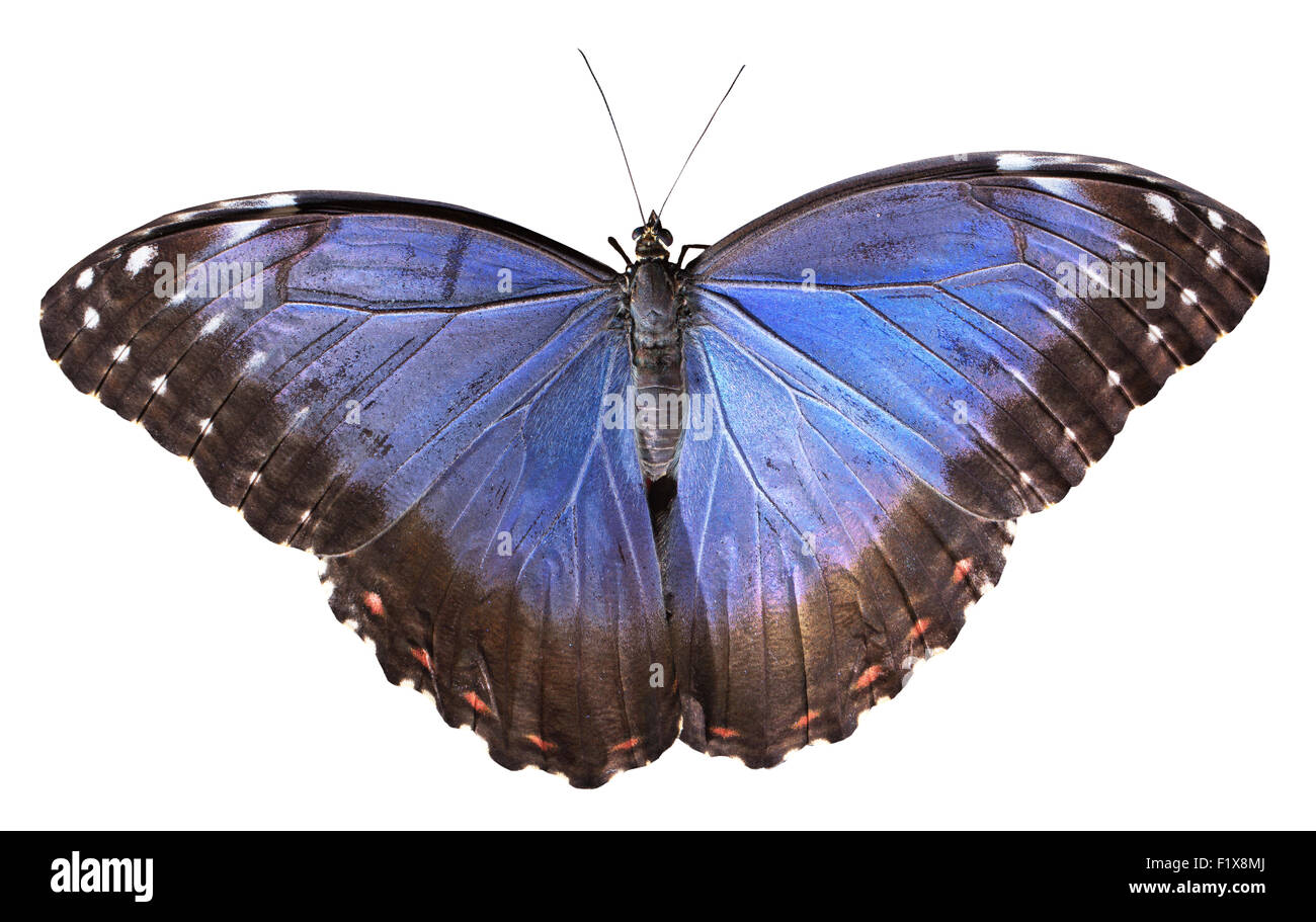 blue butterfly isolated on the white background. Stock Photo