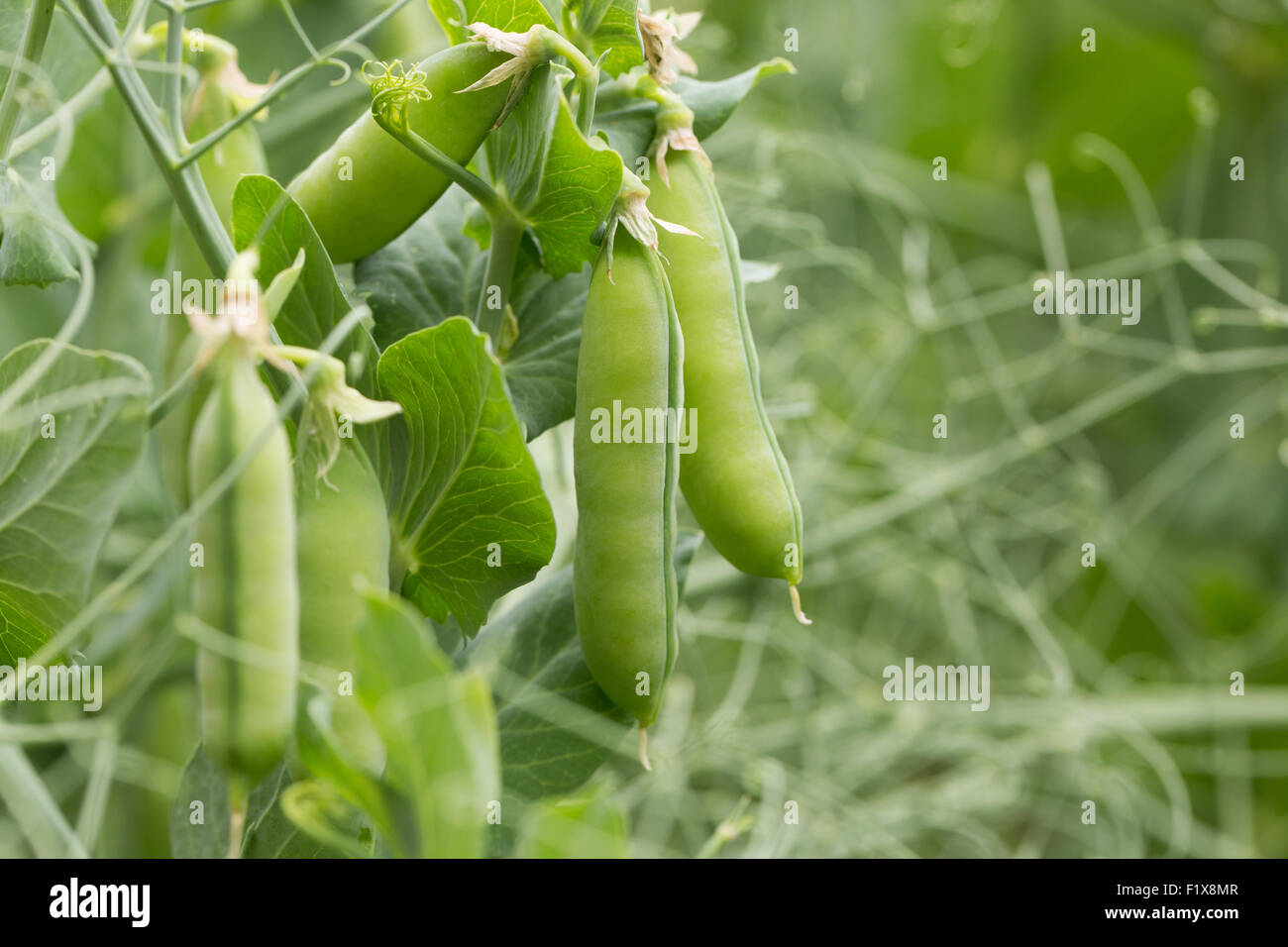 close up of green peas. Stock Photo