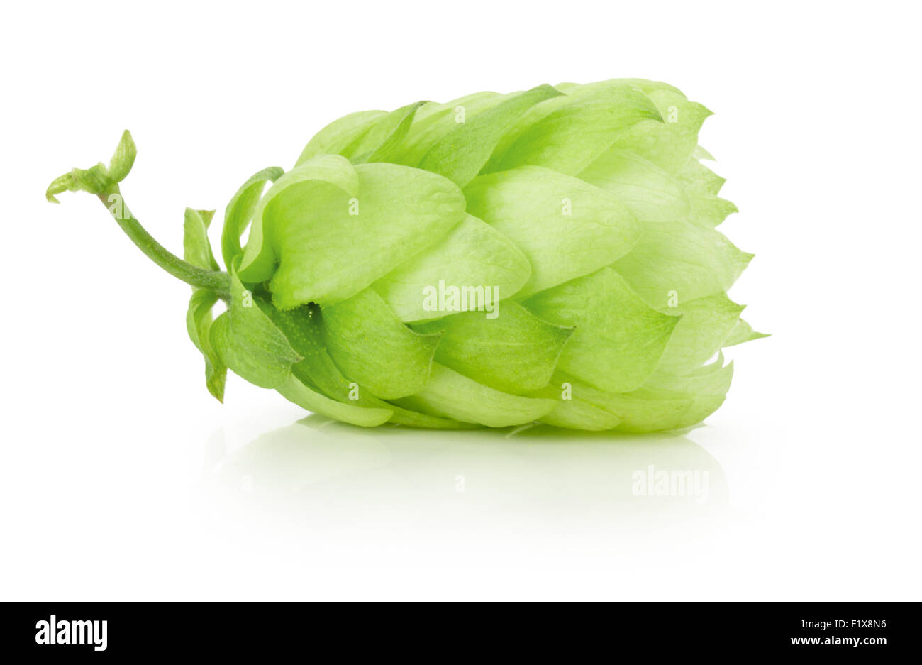 green hop isolated on the white background. Stock Photo