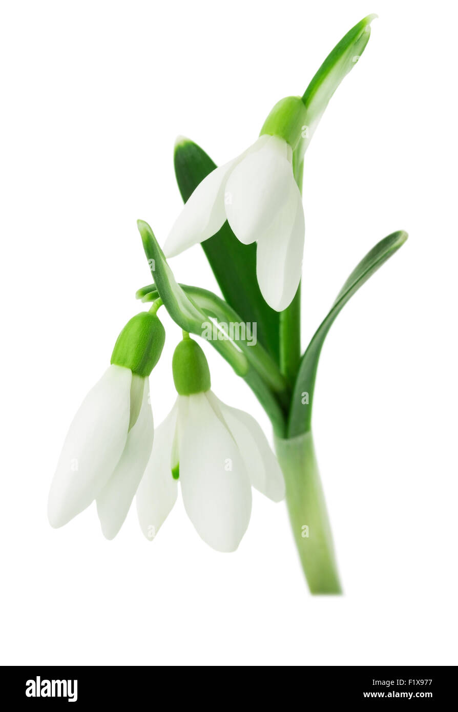 snowdrops on white background. Stock Photo
