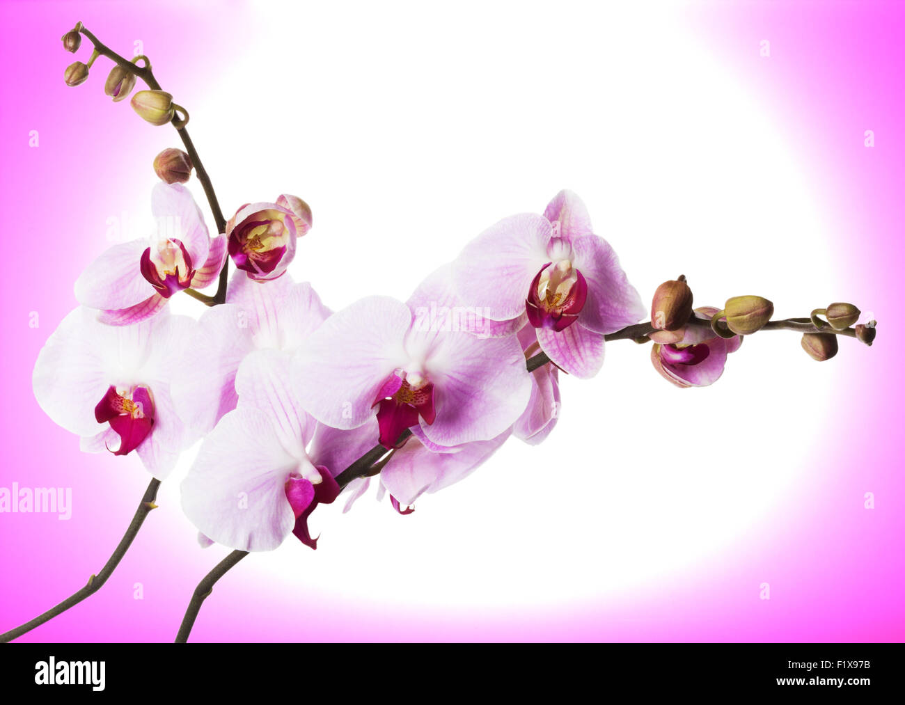 beautiful orchid on a pink background. Stock Photo
