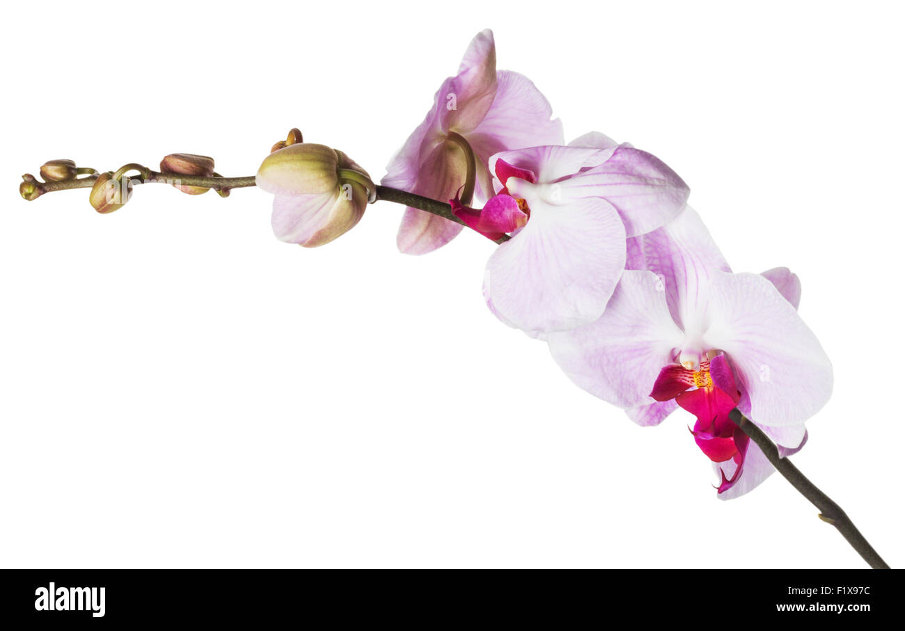Pink orchid flowers on white background. Stock Photo