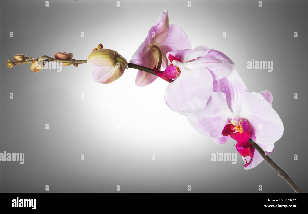 beautiful orchid on a gray background. Stock Photo