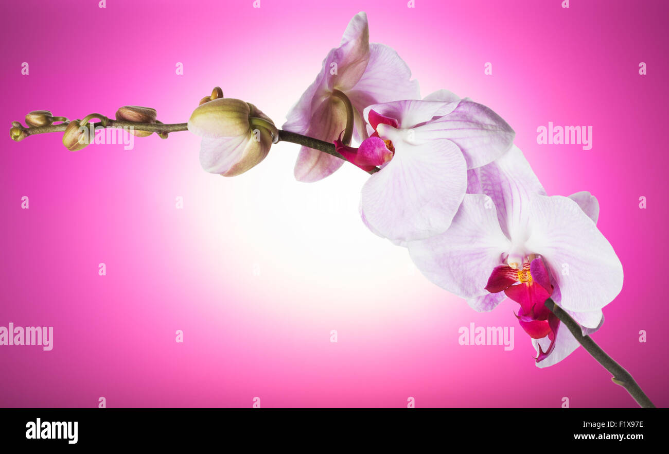 beautiful orchid on a pink background Stock Photo - Alamy
