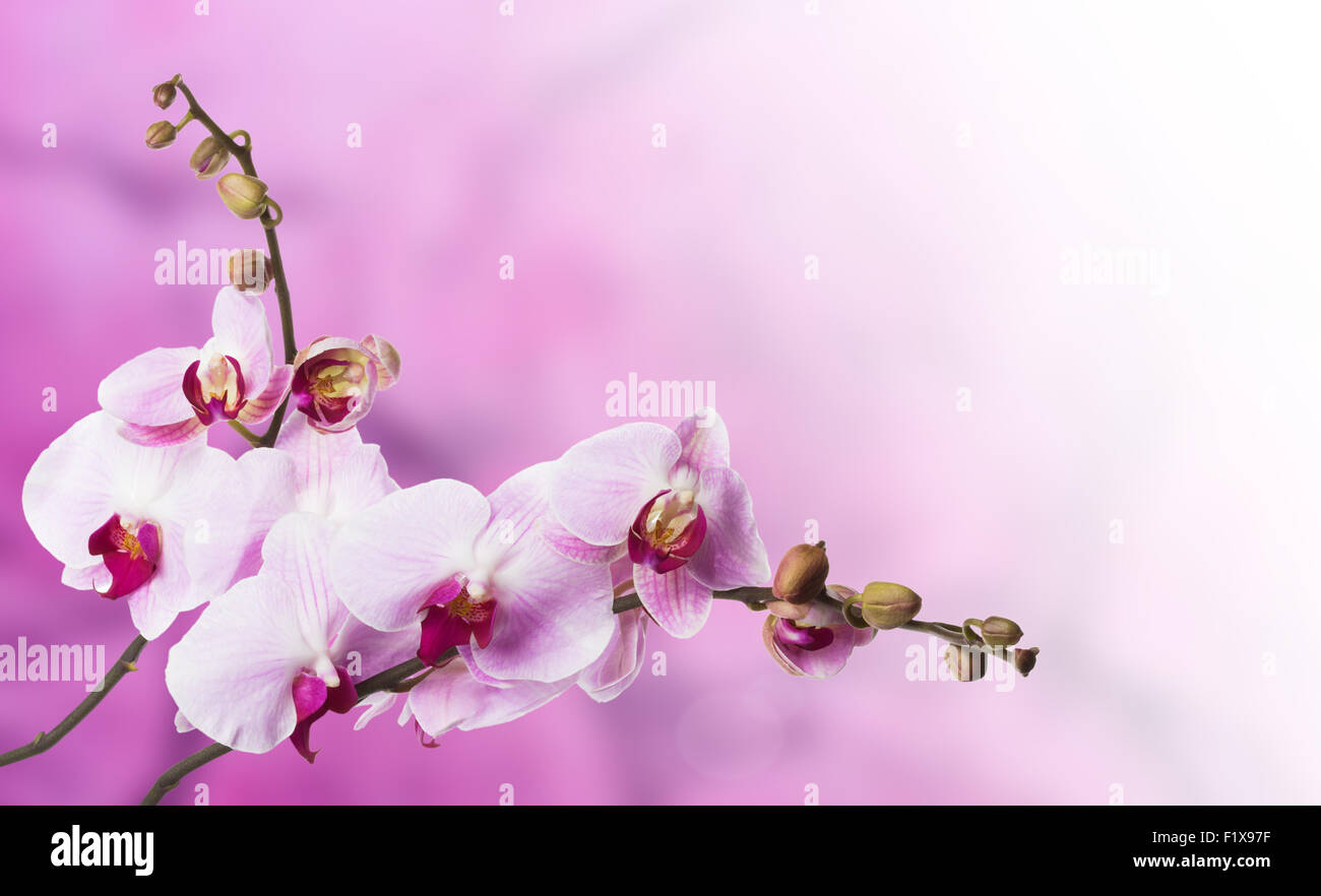 beautiful orchid on a pink background Stock Photo - Alamy