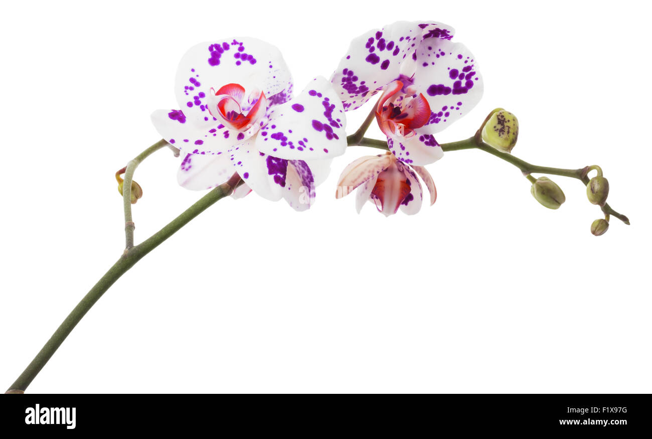orchid flowers on white background Stock Photo