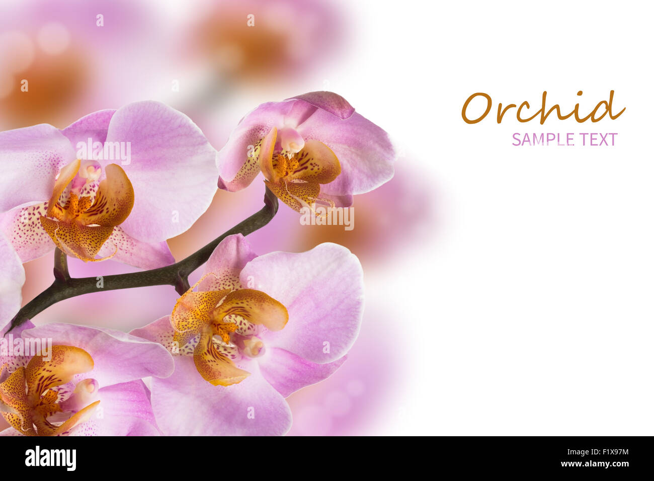 Pink orchid flowers on white background Stock Photo
