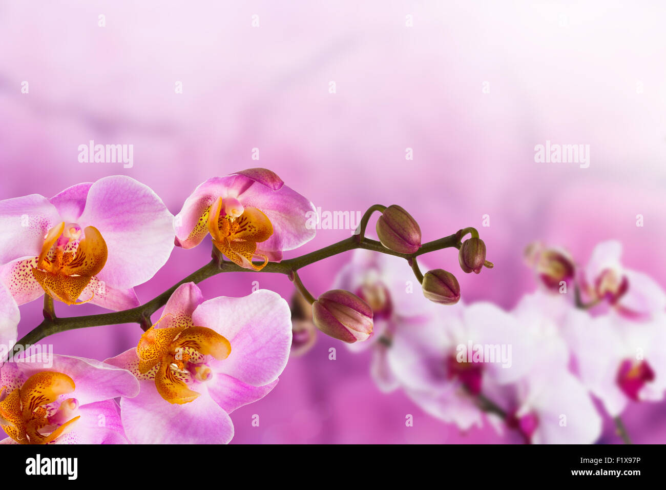 beautiful orchid on a pink background. Stock Photo