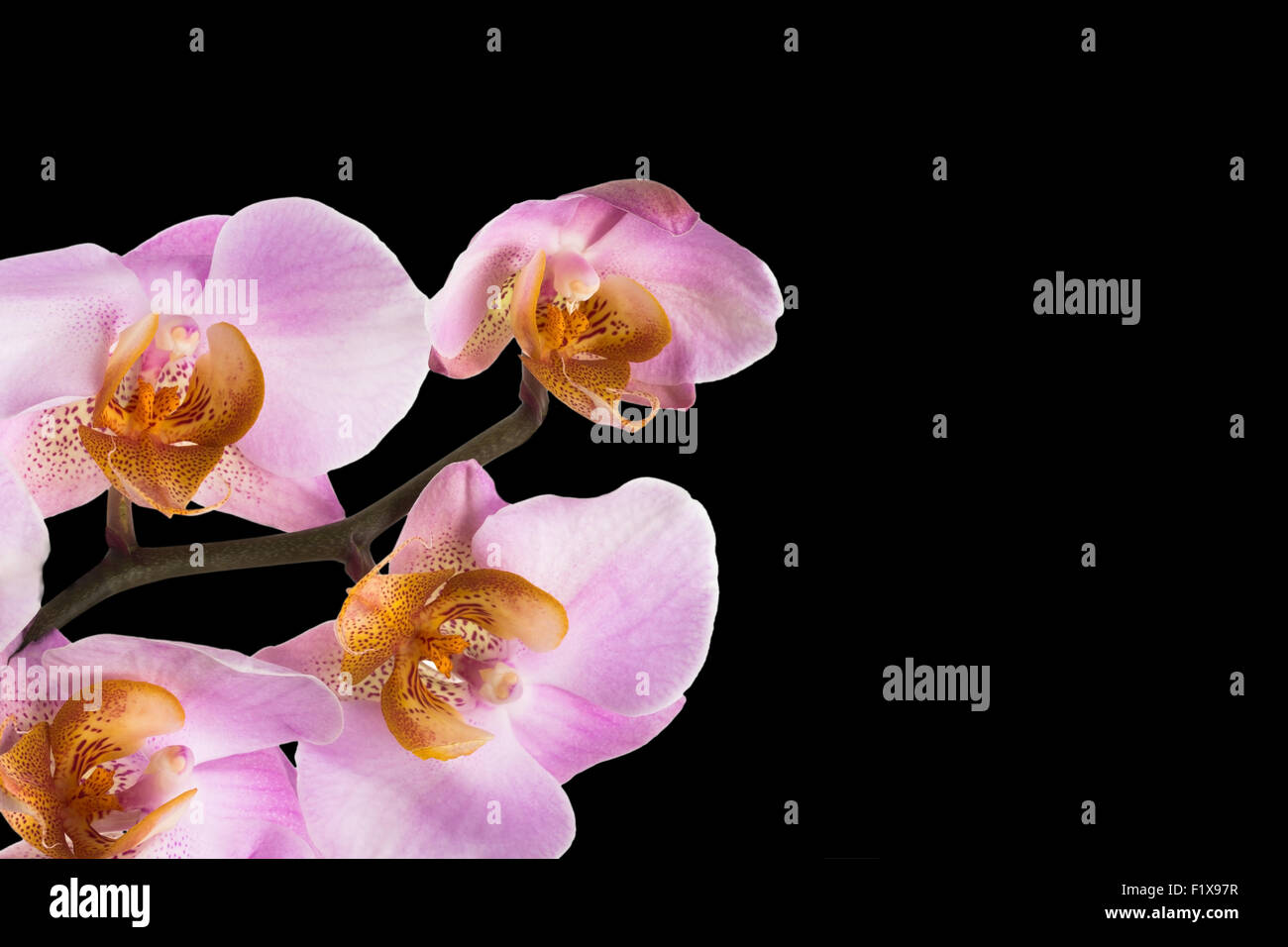 Pink orchid flowers on black background. Stock Photo