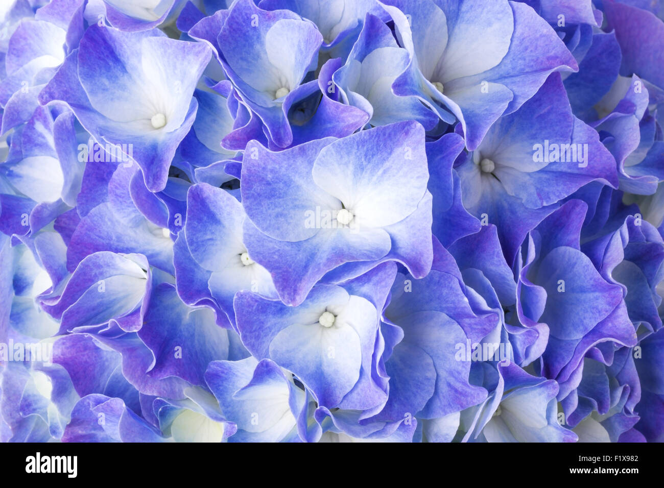 Beautiful blue hydrangea flower Stock Photo Alamy