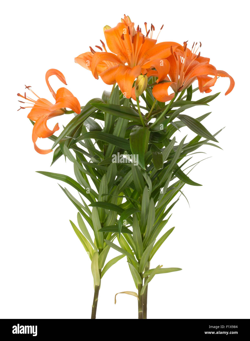 bouquet of lilies on a white background. Stock Photo