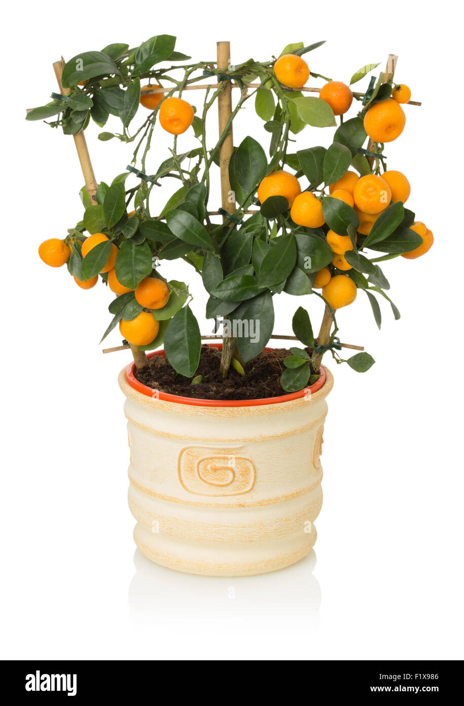 Lunar lemon, Ornamental citrus plants