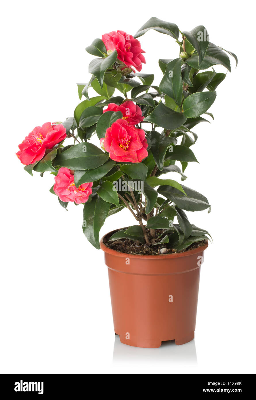 red camellia flowers on the white background. Stock Photo
