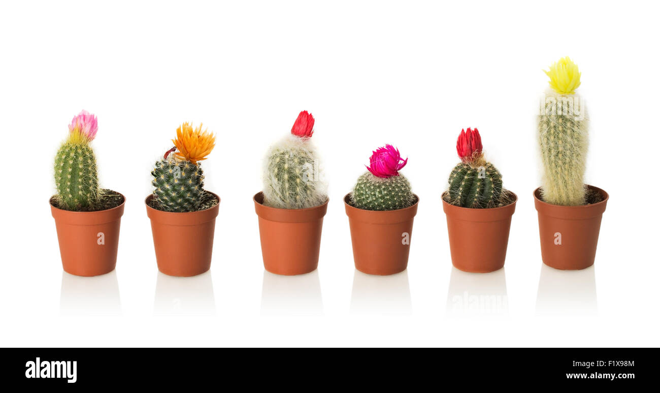 Collection of cactuses in a pot on white background. Stock Photo