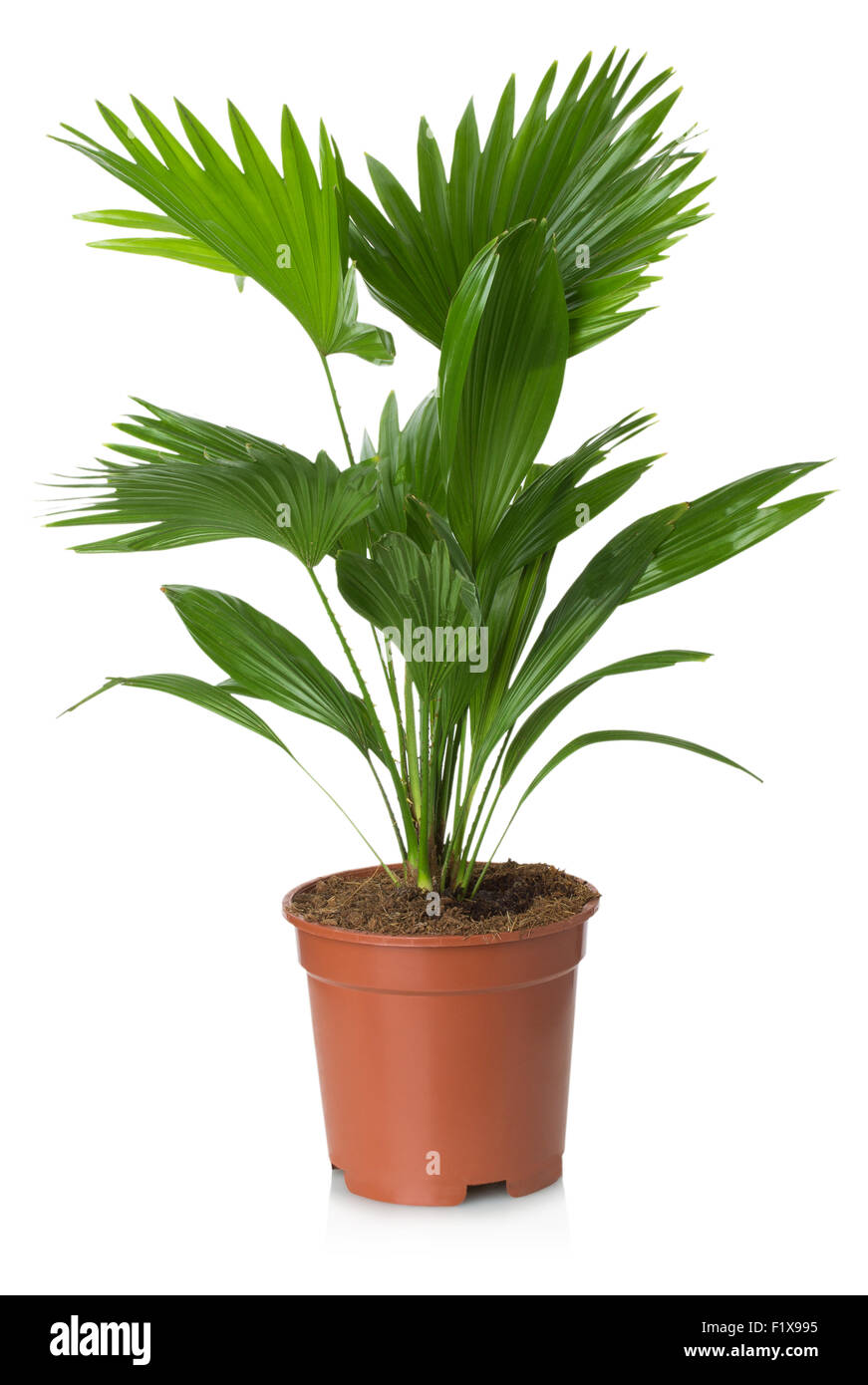 Livistona Rotundifolia palm tree in flowerpot isolated on white Stock Photo