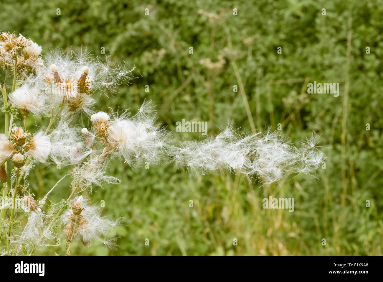 A creeping thistle diperses it seeds in the wind. Stock Photo