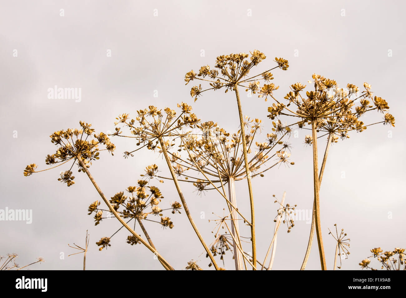 Stalk attached hires stock photography and images Alamy