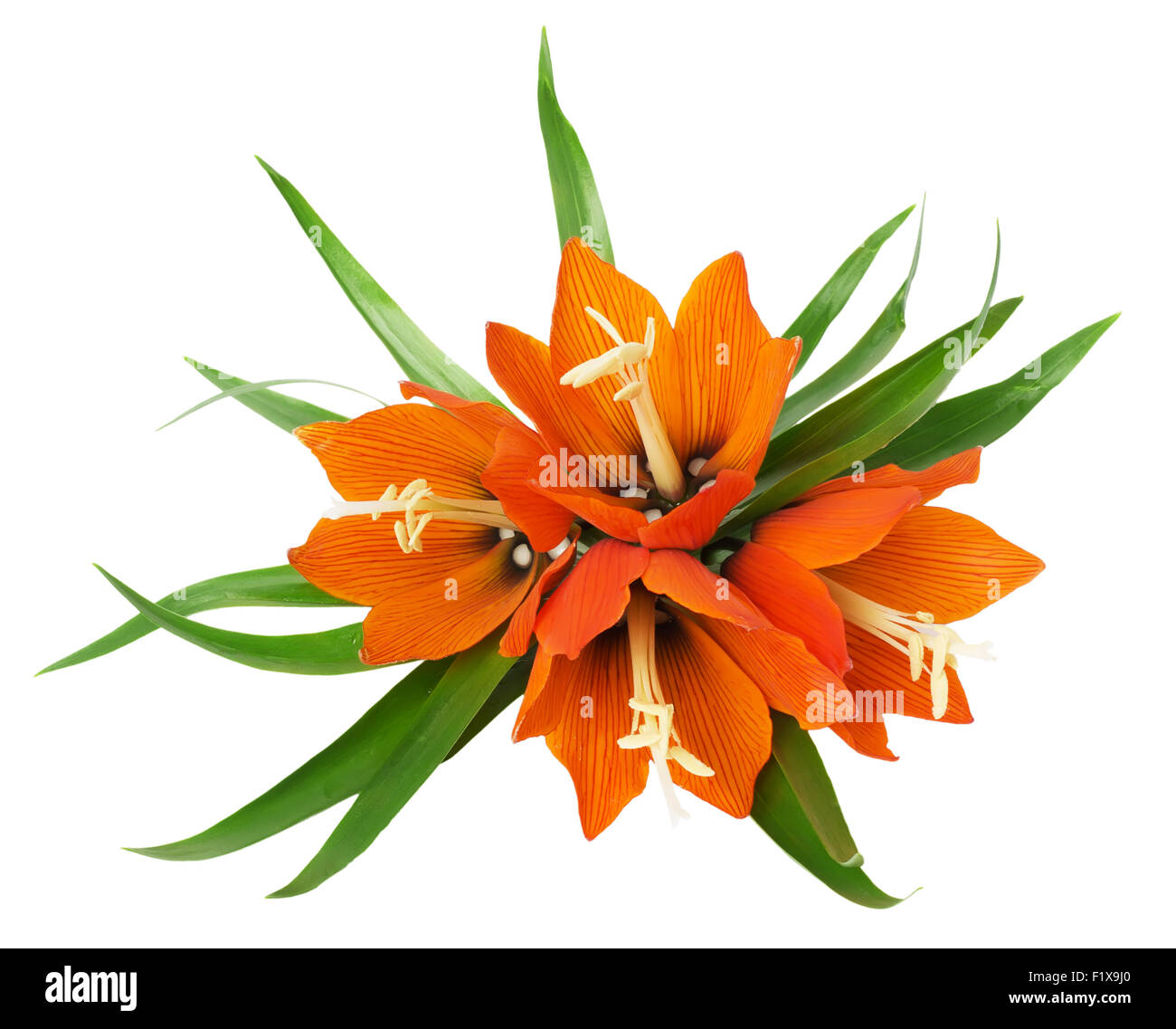 bouquet of lilies on a white background Stock Photo
