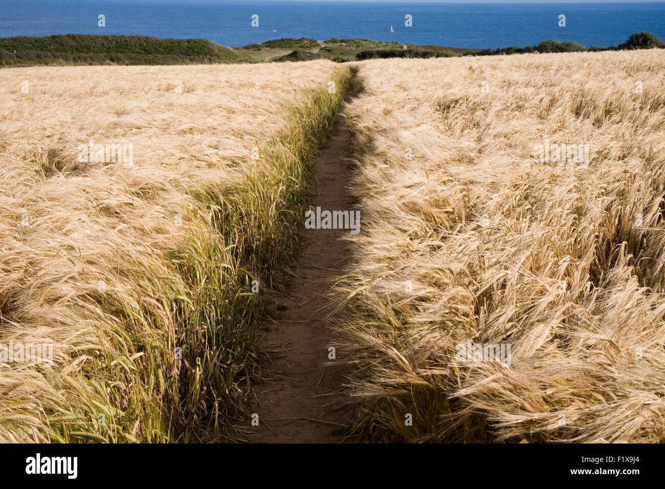Path through Wheat field Stock Photo Alamy