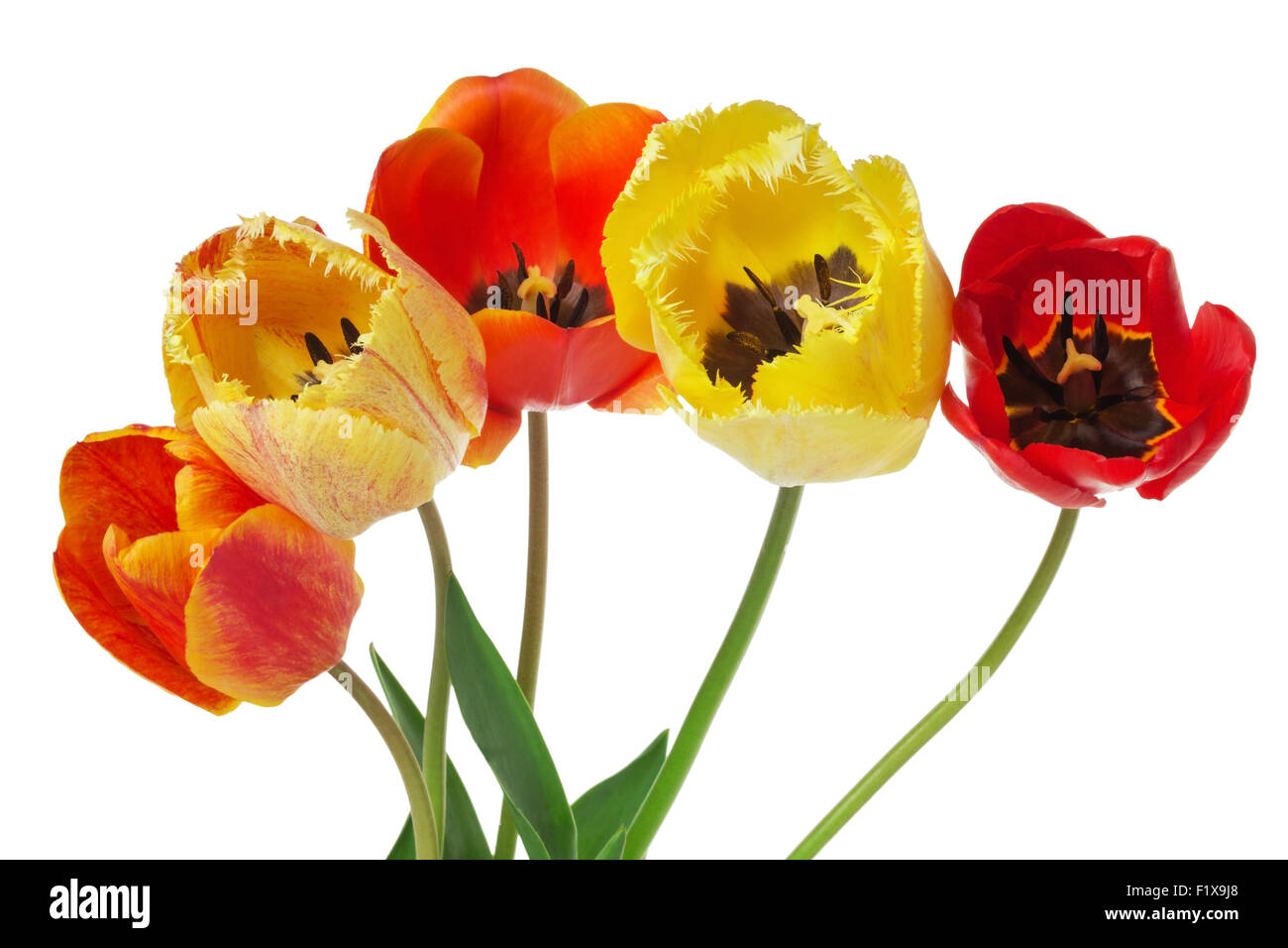 bouquet of colorful tulips on the white background. Stock Photo