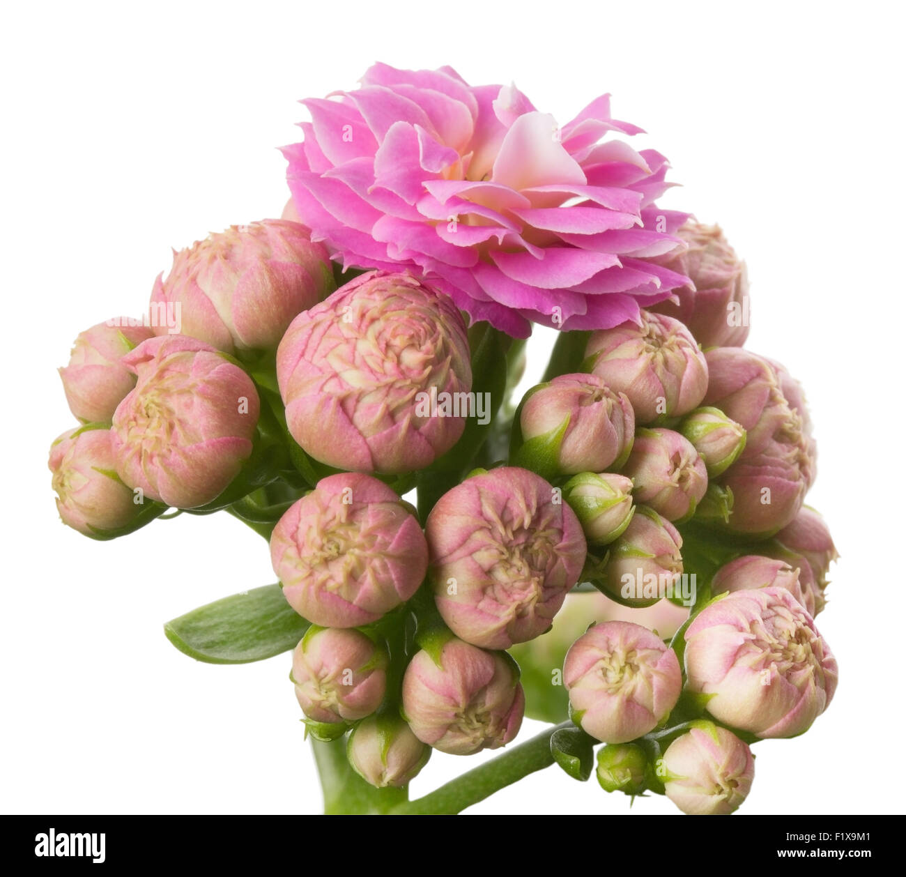 Kalanhoe pink flower on white background . Stock Photo
