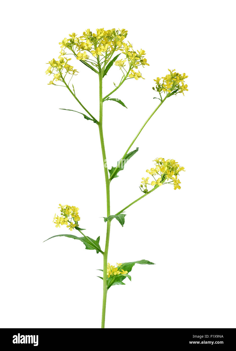 Brassica campestris flower isolated on a white background Stock Photo