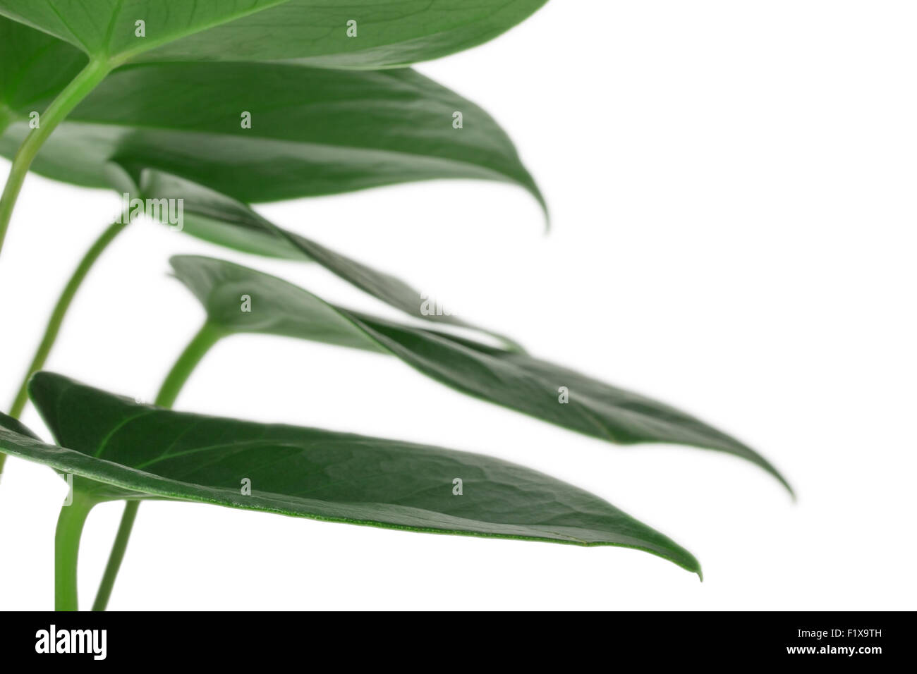 Anthurium on a white background Stock Photo - Alamy