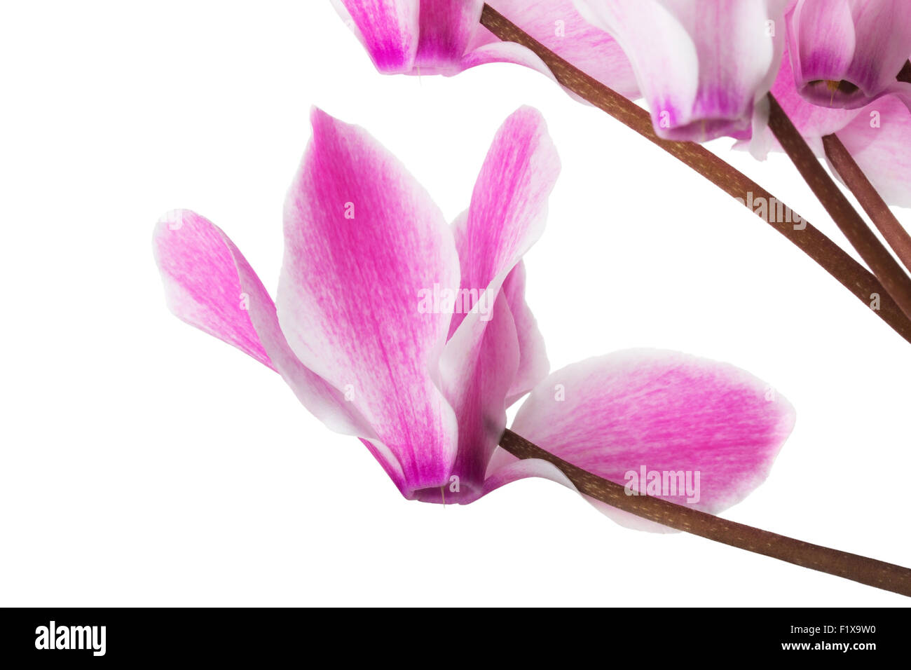 cyclamen flower on a white background. Stock Photo