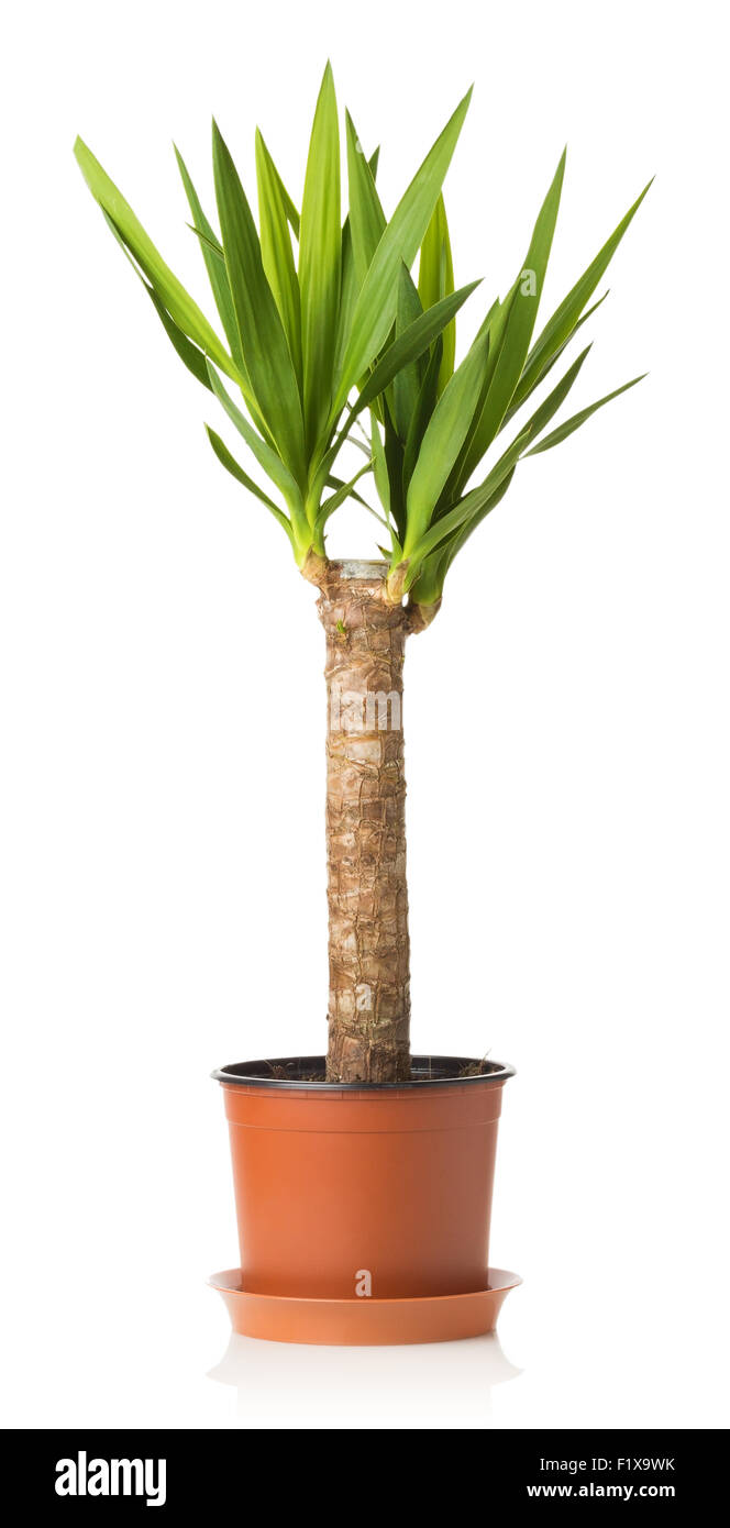 Yucca plant on a white background. Stock Photo