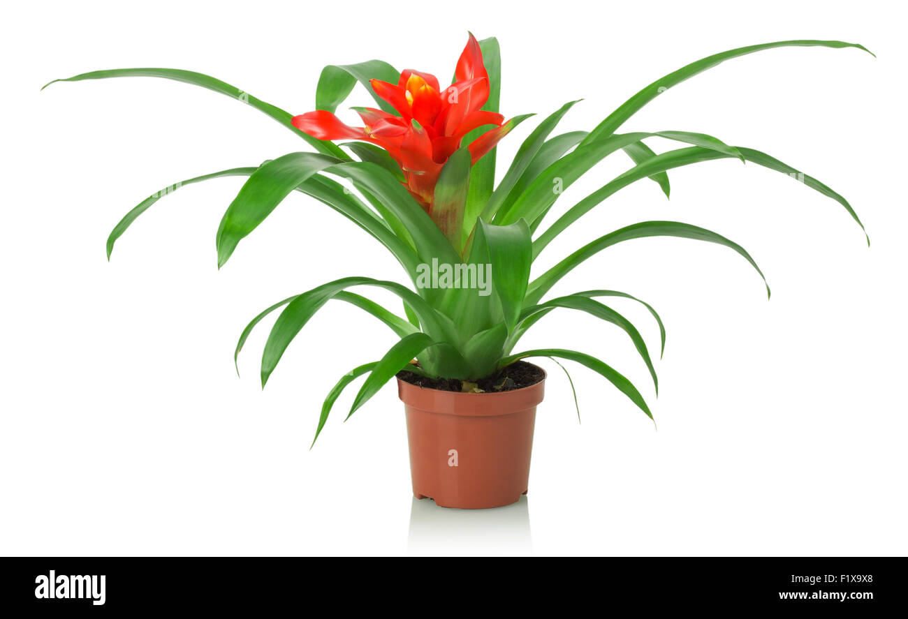 red flower of houseplant  on a white background. Stock Photo