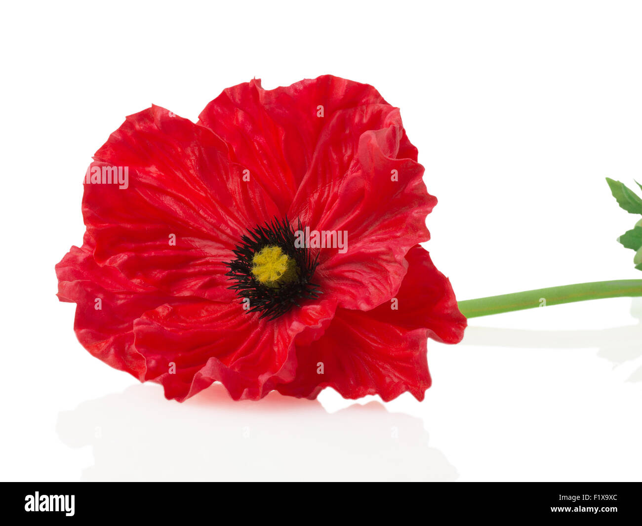 Red poppy on a white background. Stock Photo