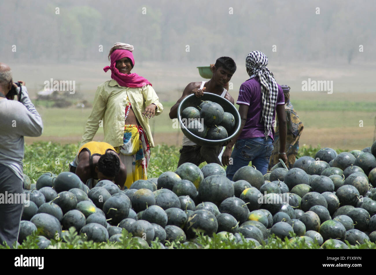 Watermelon farms, citrullus lanatus, Nagzira Wild Life Sanctuary, Bhandara, Near Nagpur, Maharashtra, India Stock Photo