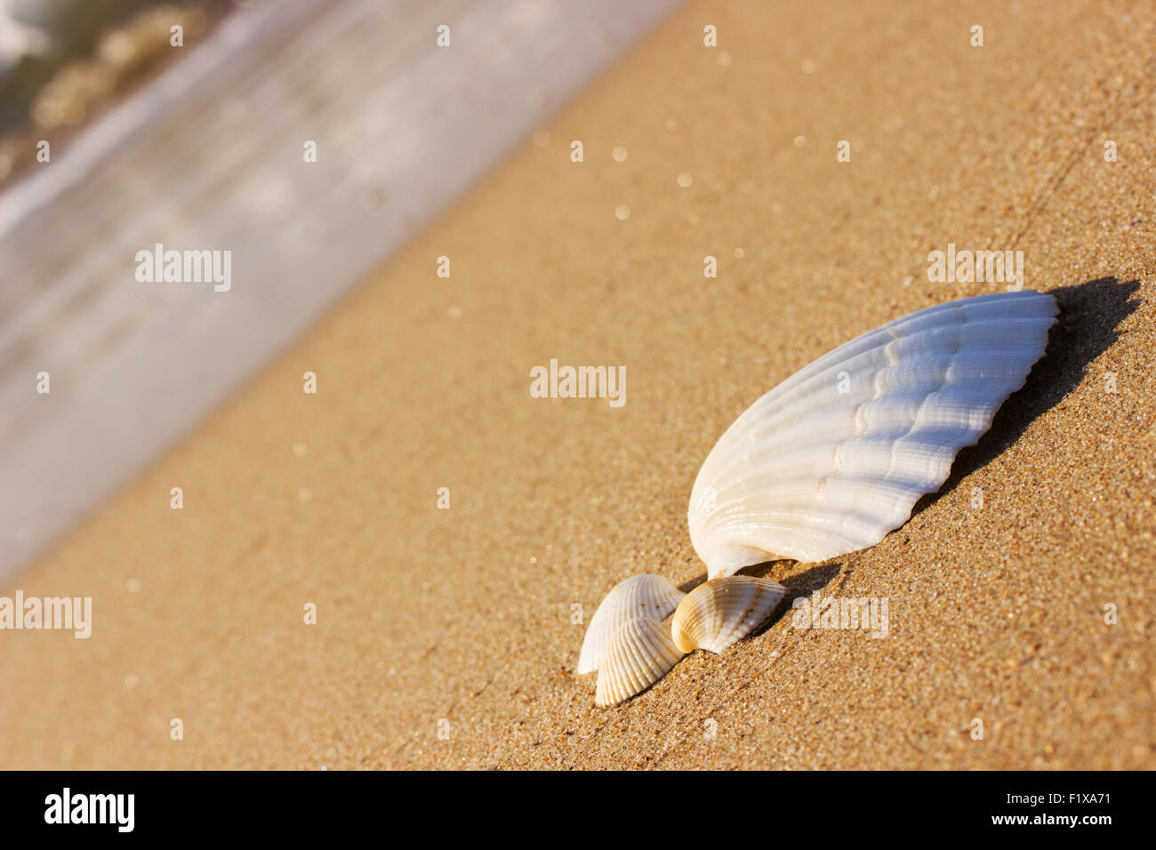 white seashells on the sand. Stock Photo