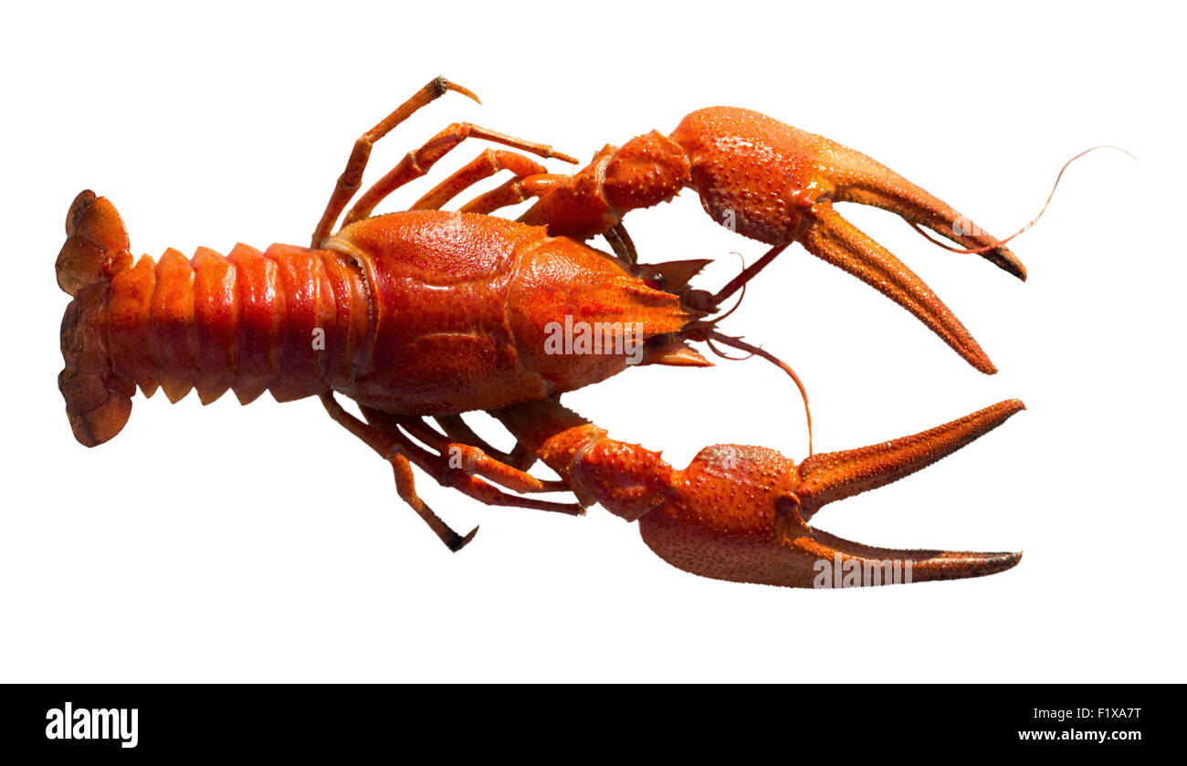 red lobster isolated on the white background. Stock Photo