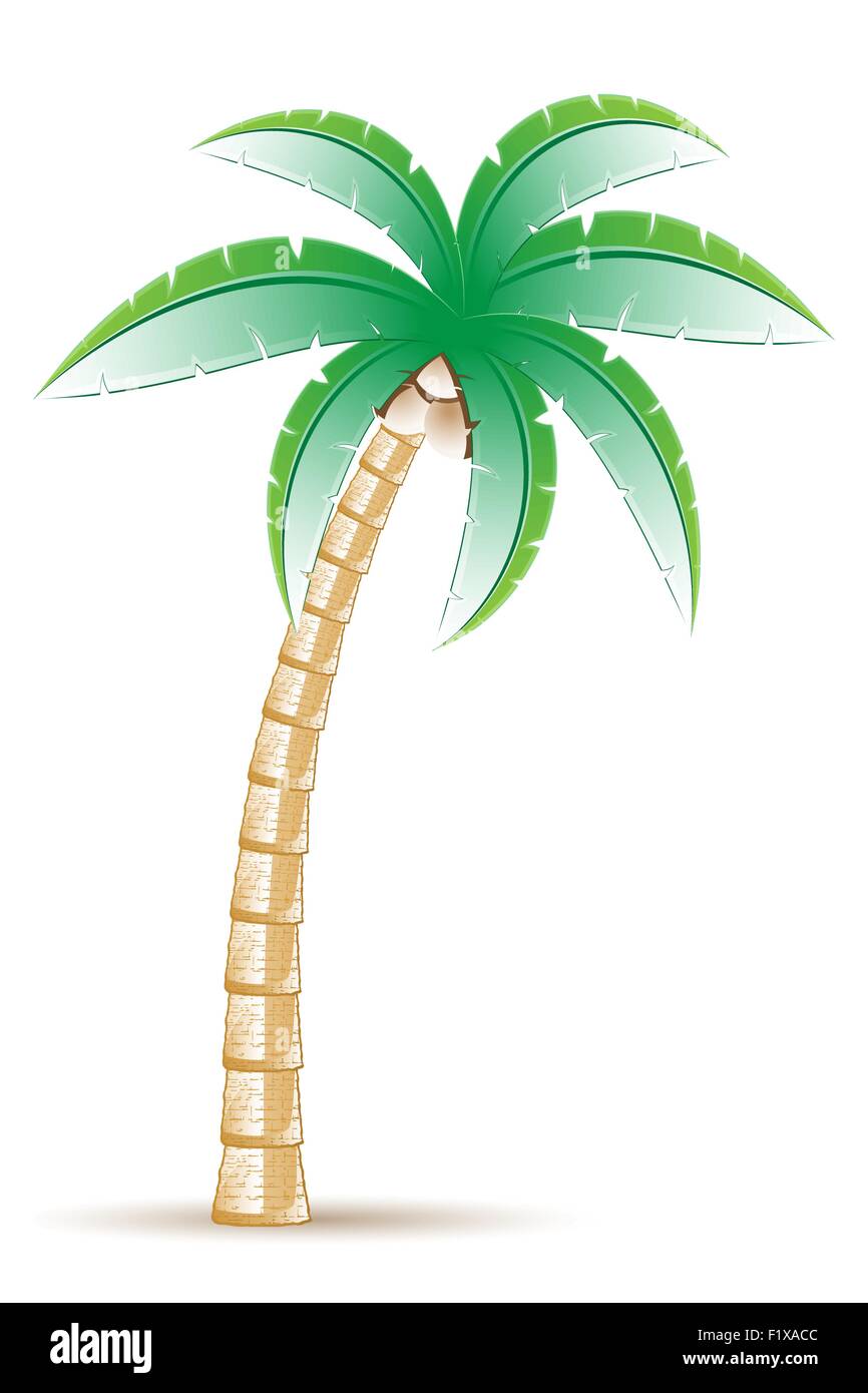 palm tropical tree vector illustration isolated on white background ...