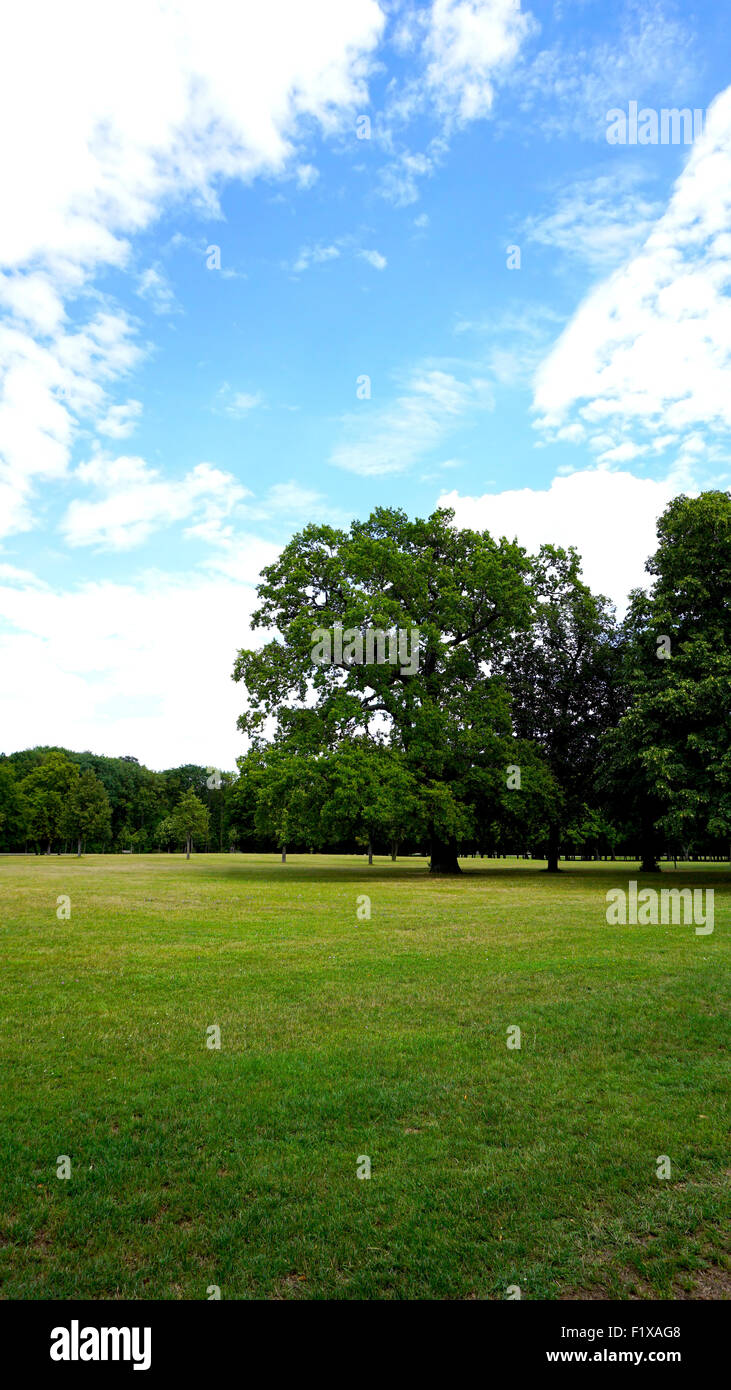 tree in the park with blue sky cloud background Stock Photo - Alamy