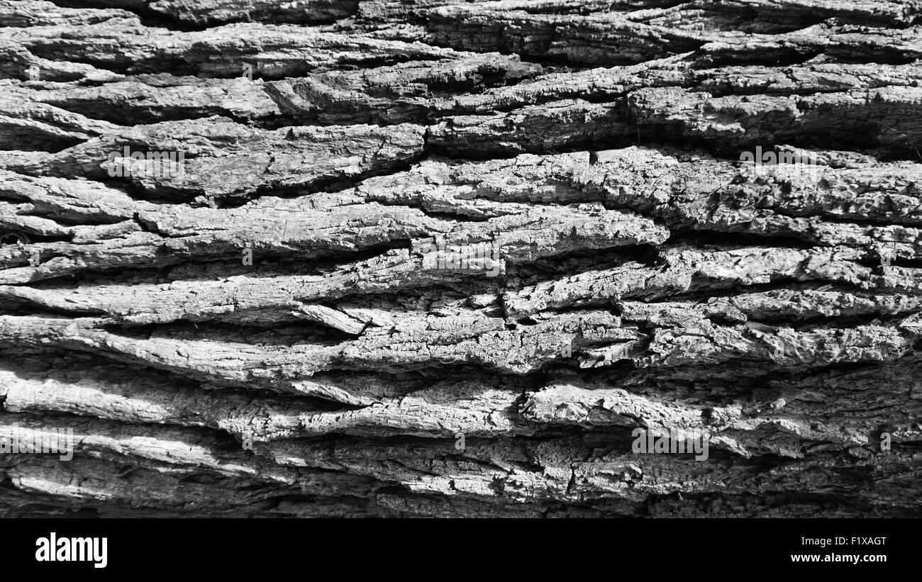 Close up wood bark background texture grey scale Stock Photo