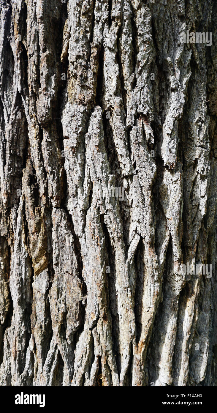 Close up wood bark background texture Stock Photo