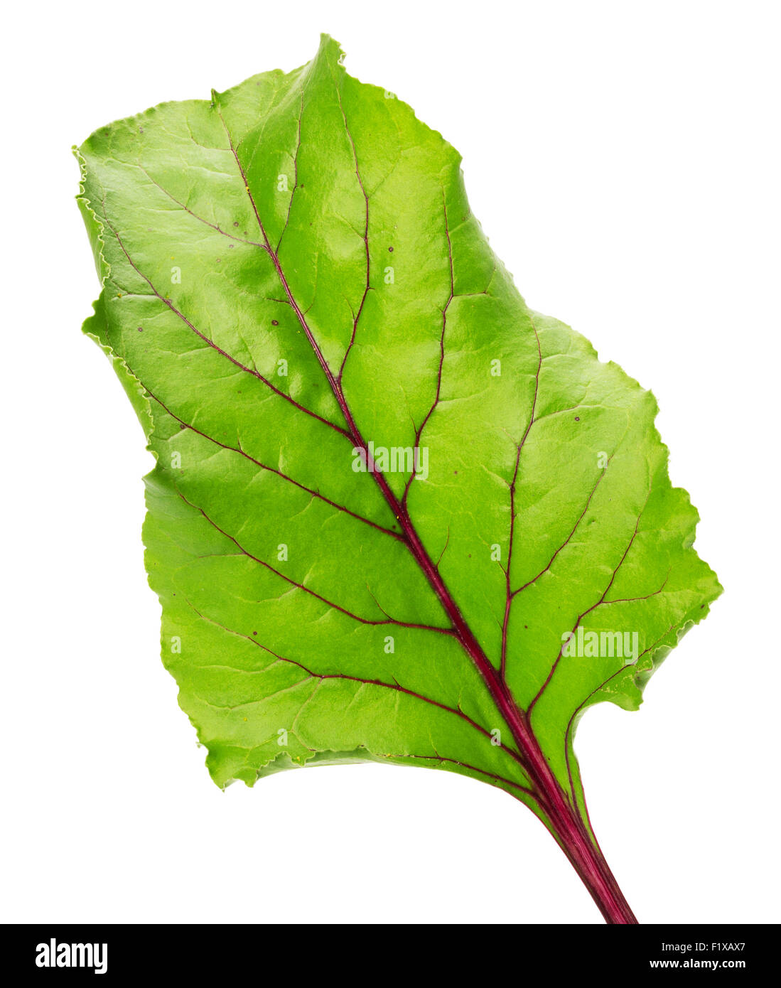 beet leaf isolated on the white background Stock Photo - Alamy