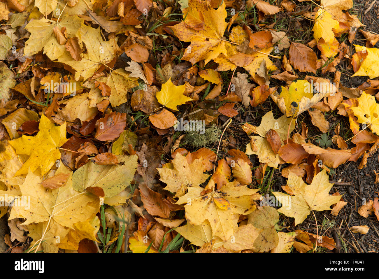 Ground Floor Sycamore Surface High Resolution Stock Photography and ...